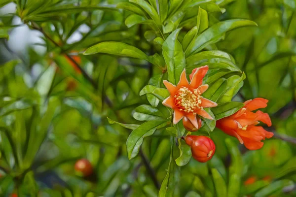 Närbild Granatäpplen Träd Banches Grön Natur — Stockfoto