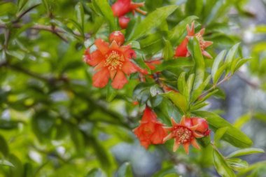 yeşil doğada ağaç banches üzerinde nar kadar yakın.