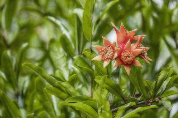 Närbild Granatäpplen Träd Banches Grön Natur — Stockfoto