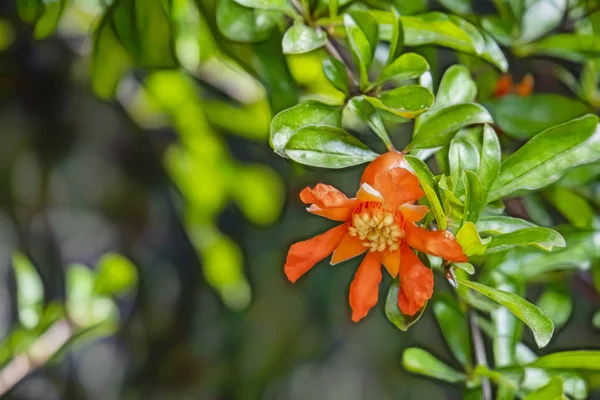 Närbild Granatäpplen Träd Banches Grön Natur — Stockfoto