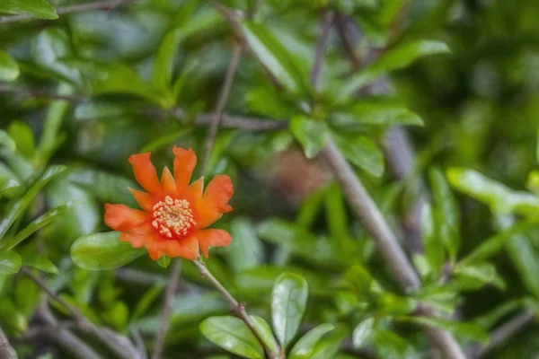 Närbild Granatäpplen Träd Banches Grön Natur — Stockfoto