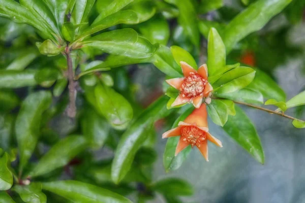 Vicino Melograni Banchi Alberi Nella Natura Verde — Foto Stock