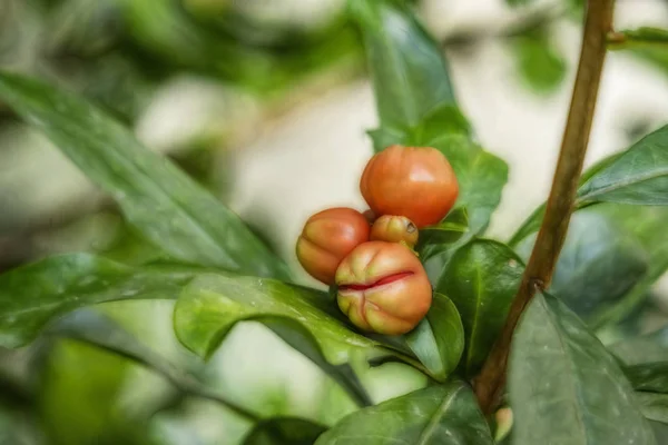 Vicino Melograni Banchi Alberi Nella Natura Verde — Foto Stock