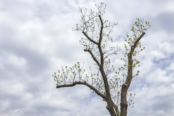 Arbres Beau Cadeau Nature Fermer Les Arbres Dans Nature Verte — Photo