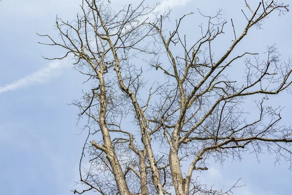 Arbres Beau Cadeau Nature Fermer Les Arbres Dans Nature Verte — Photo