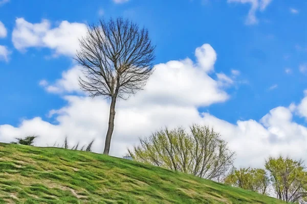 Bäume Das Schönste Geschenk Der Natur Nahaufnahme Von Bäumen Grüner — Stockfoto