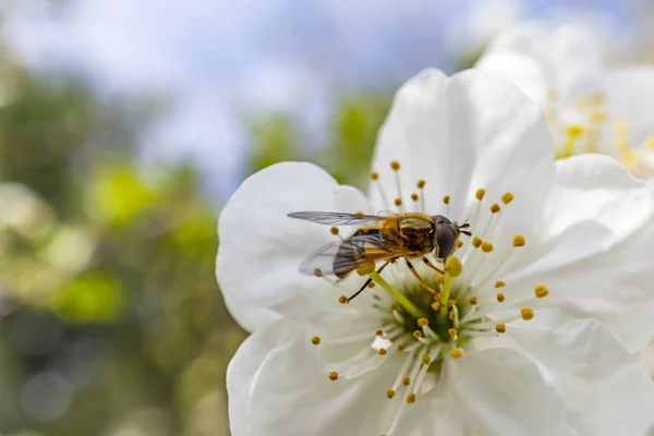 自然の中で春の花に蜂をクローズアップ — ストック写真