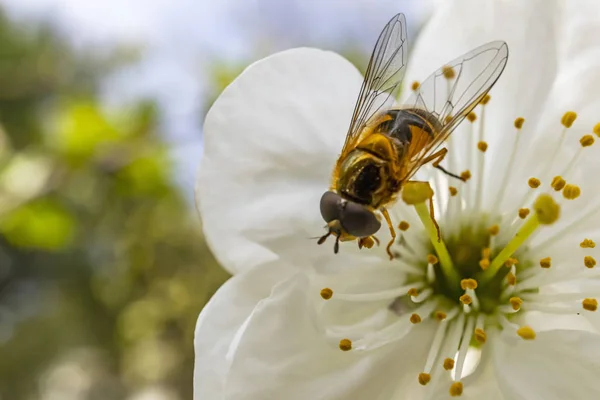 Close Bee Spring Flower Nature — Stock Photo, Image