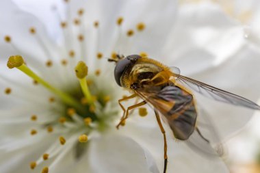 doğada bahar çiçeği üzerinde arı yakın