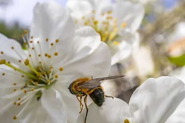 自然の中で春の花に蜂をクローズアップ — ストック写真