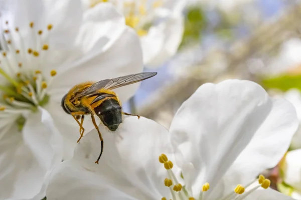 自然の中で春の花に蜂をクローズアップ — ストック写真