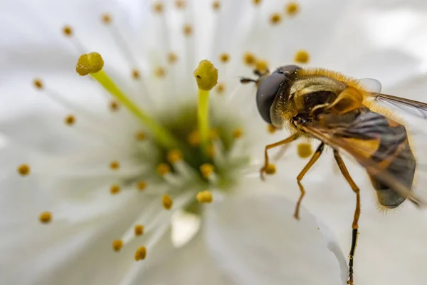 自然の中で春の花に蜂をクローズアップ — ストック写真