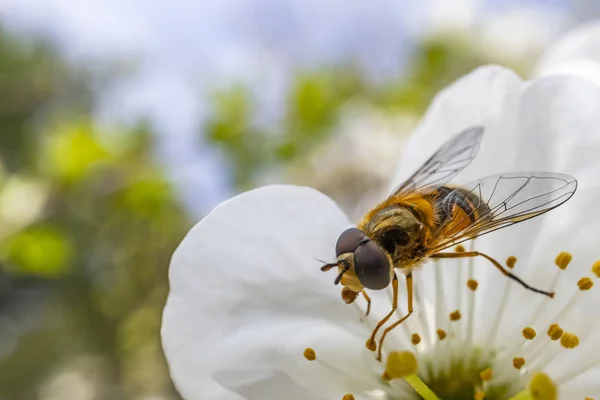 自然の中で春の花に蜂をクローズアップ — ストック写真