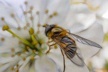 doğada bahar çiçeği üzerinde arı yakın