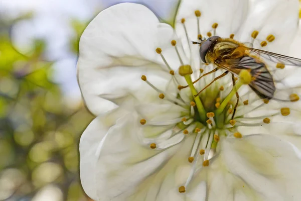 自然の中で春の花に蜂をクローズアップ — ストック写真