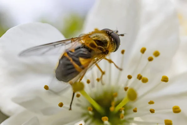 自然の中で春の花に蜂をクローズアップ — ストック写真