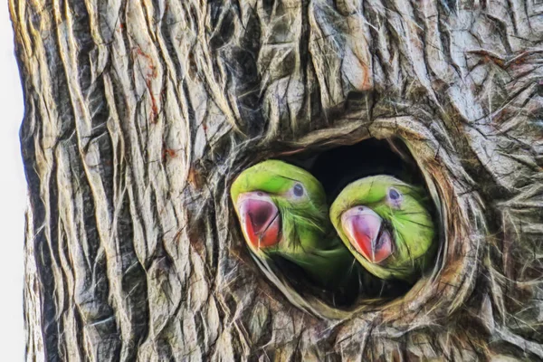 Papageien Baumloch Der Natur Hautnah Erleben — Stockfoto