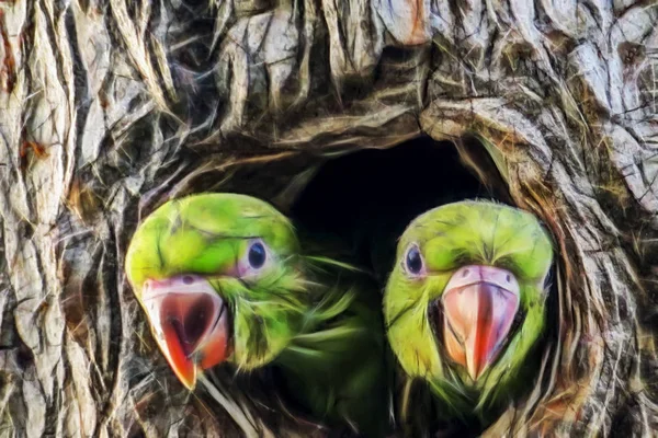 Fermer Les Perroquets Dans Trou Des Arbres Dans Nature — Photo