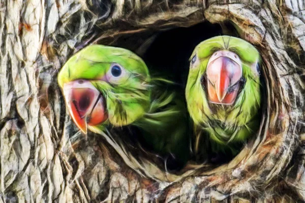 Cerca Loros Árbol Agujero Naturaleza — Foto de Stock