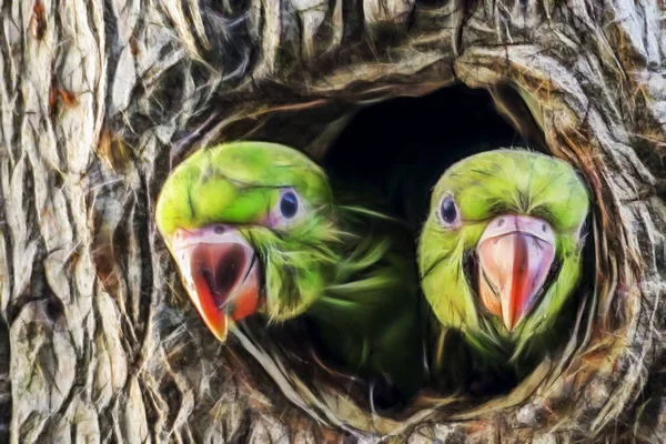在大自然的树洞中关闭鹦鹉 — 图库照片