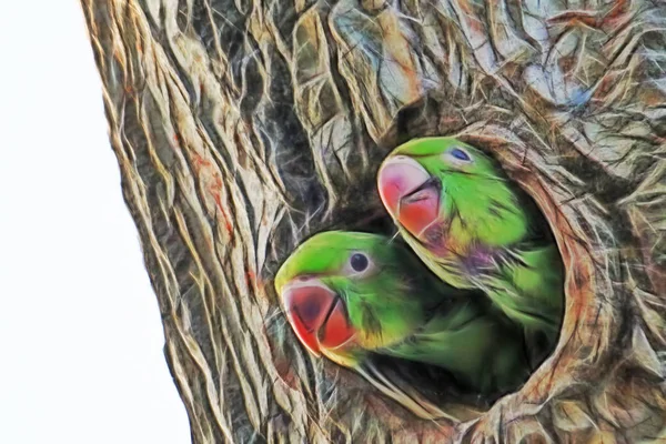 Papageien Baumloch Der Natur Hautnah Erleben — Stockfoto