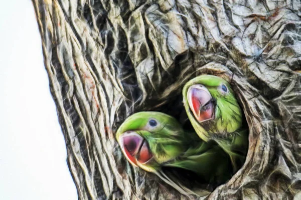 Cerca Loros Árbol Agujero Naturaleza —  Fotos de Stock