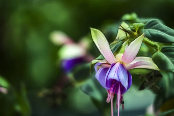 Fleur Fuchsia Rustique Feuilles Vertes Dans Nature — Photo