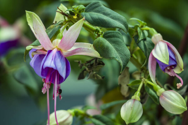 close up hardy fuchsia flower and green leaves in nature