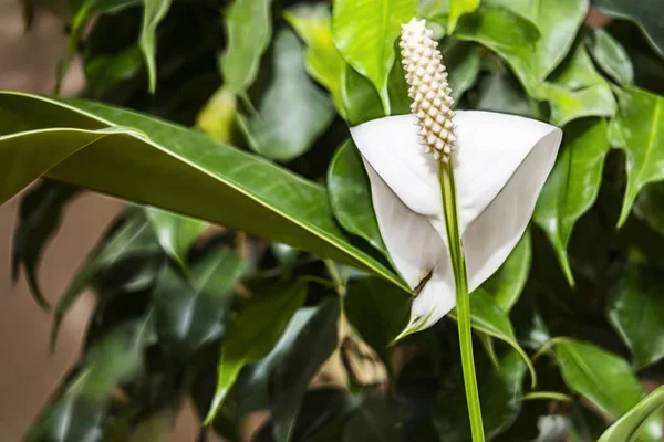 Close Snow Flower Other Name Peace Lily Flower Green Leaves — Stock Photo, Image