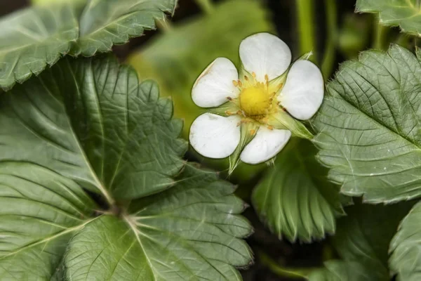 close up woodland strawberry or with other name wild strawberry and green leaves in nature.