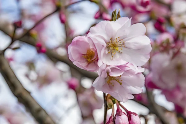自然の中の木の枝に春の花を閉じる — ストック写真