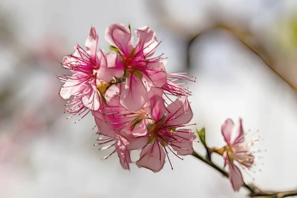 在大自然的树枝上特写春天的花朵 — 图库照片