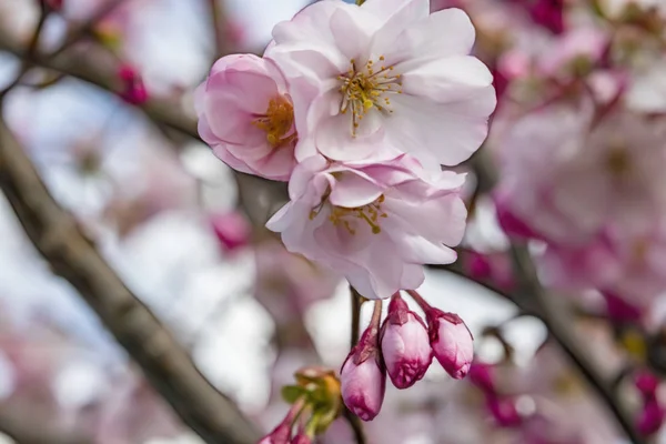 自然の中の木の枝に春の花を閉じる — ストック写真