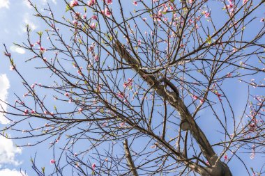 doğada ağaç dalları bahar çiçekleri kadar yakın