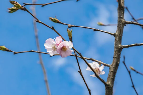 Doğada Ağaç Dalları Bahar Çiçekleri Kadar Yakın — Stok fotoğraf