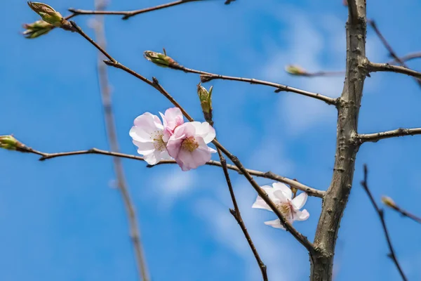 Frühlingsblumen Auf Ästen Der Natur — Stockfoto