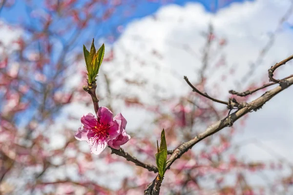 自然の中の木の枝に春の花を閉じる — ストック写真