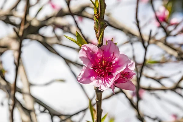 Närbild Vårblommor Trädgrenar Naturen — Stockfoto