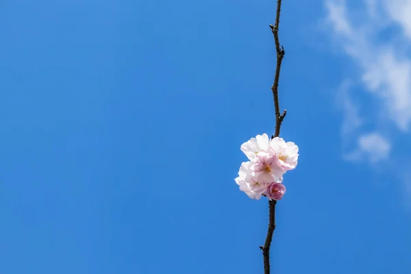 Frühlingsblumen Auf Ästen Der Natur — Stockfoto