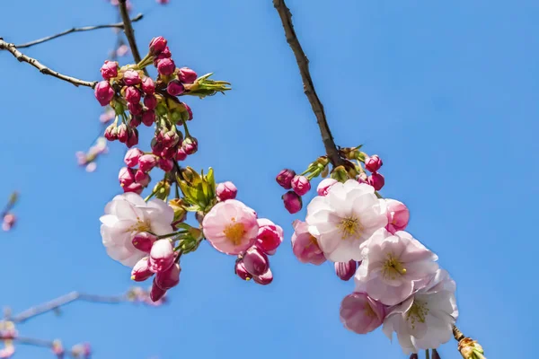 在大自然的树枝上特写春天的花朵 — 图库照片