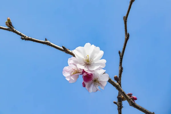 自然の中の木の枝に春の花を閉じる — ストック写真