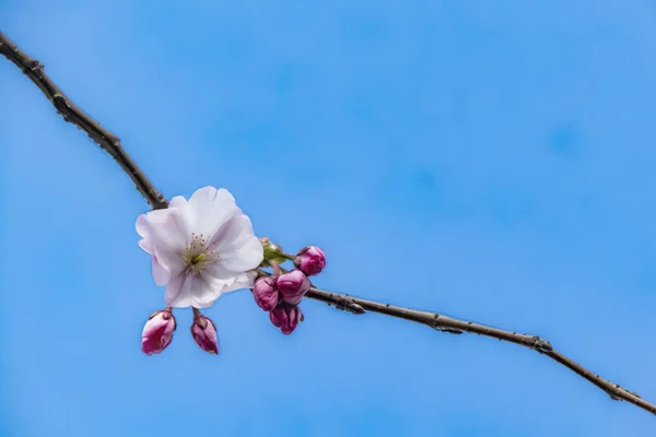 Закрыть Весенние Цветы Ветвях Деревьев Природе — стоковое фото