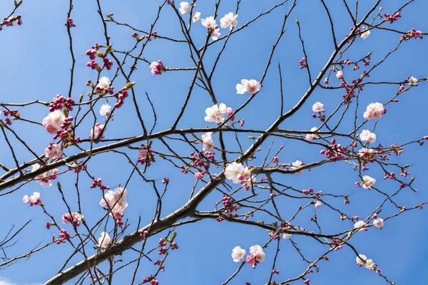 自然の中の木の枝に春の花を閉じる — ストック写真