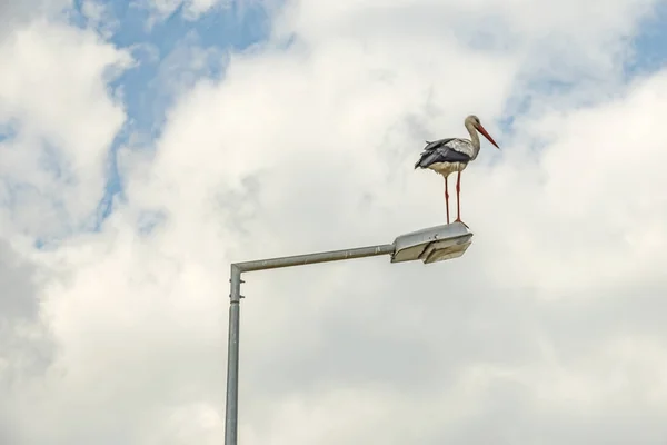 自然と曇りの天候の街灯にコウノトリをクローズアップ — ストック写真