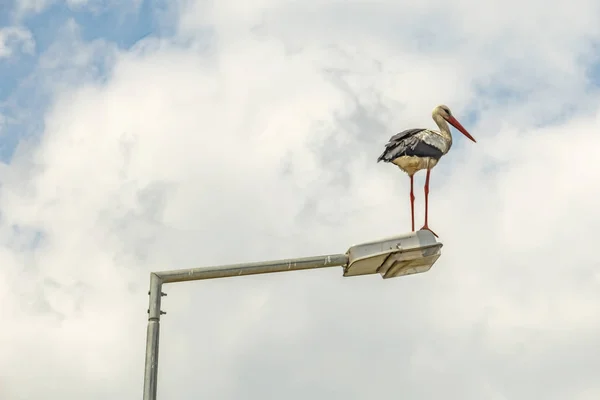 Close Stork Street Lamp Nature Cloudy Weather — Stock Photo, Image