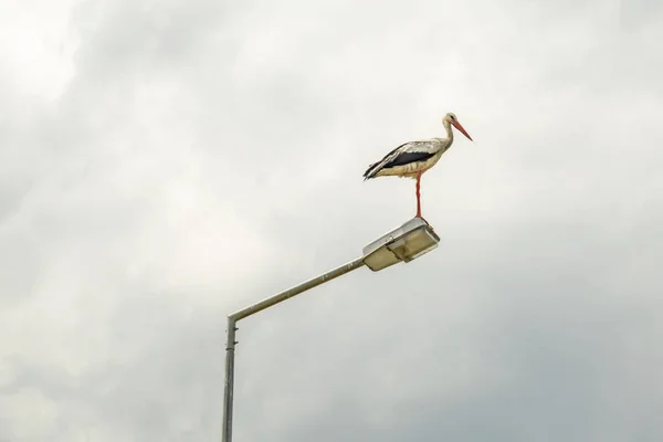 Bliska Bocian Ulicy Lampy Przyrodzie Pochmurna Pogoda — Zdjęcie stockowe