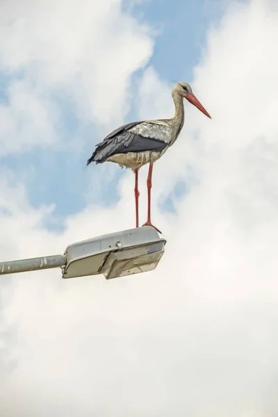 Close Stork Street Lamp Nature Cloudy Weather — Stock Photo, Image