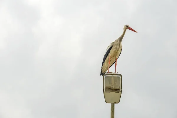 Nahaufnahme Storch Auf Straßenlaterne Der Natur Und Bewölkt — Stockfoto