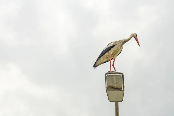 Bliska Bocian Ulicy Lampy Przyrodzie Pochmurna Pogoda — Zdjęcie stockowe