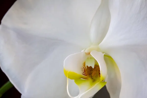 Nahaufnahme Innenraum Zierpflanze Orchideenblume — Stockfoto